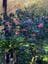 The E. G. Waterhouse National Camellia Gardens High Tea Lunch Image -648cef8caf101